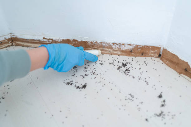 Best Termite Control Services  in Flowery Branch, GA